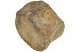 Sauropod Dinosaur (Duriatitan) Vertebra - England #206490-1